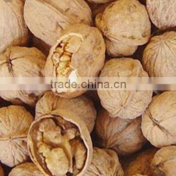 Walnut in Shell and Kernel For Sale