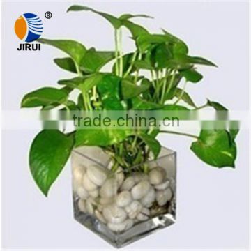 transparent square glass tissue culture vessel jar with plant