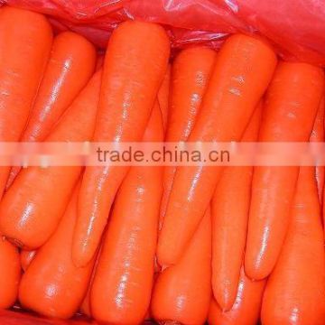 China Fresh Carrot