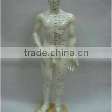 50cm acupuncture model - whole body model (50 cm)