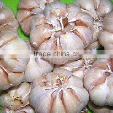 GARLIC FROM VIET NAM - BEST PRICE - HIGH QUALITY