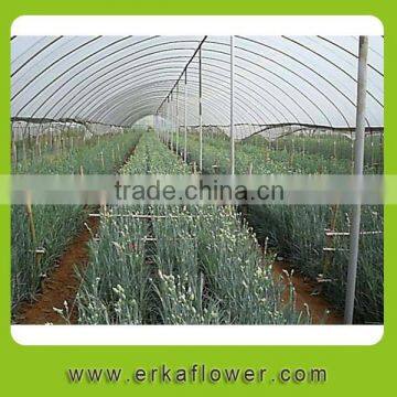 Arificial calvation carnation artificial plants for Valentines day