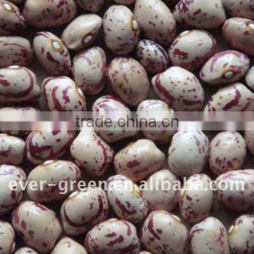 LIGHT SPECKLED KIDNEY BEANS NEW CROP