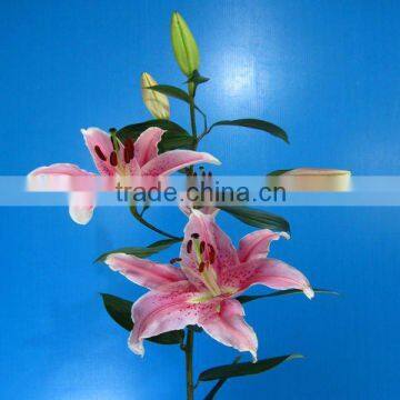 Fresh cut flowers high quality lily flowers