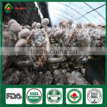 China High Yield Organic Shiitake Mushroom Log Spawn Bag Growing Kit photo-6