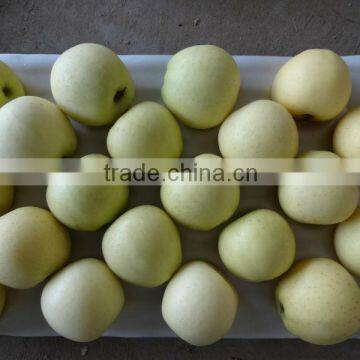 Golden delicious apple fruit price