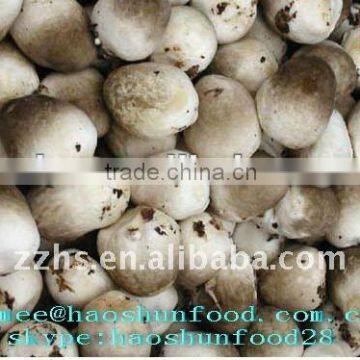 Canned Whole Straw Mushroom In Brine