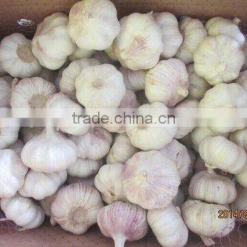 2016 Garlic High Quality Fresh Garlic for Colombia