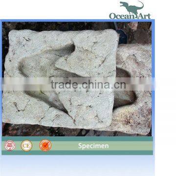 2014 new products Dinosaur footprint fossils