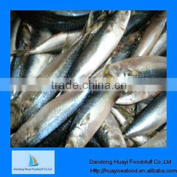 frozen mackerel fish