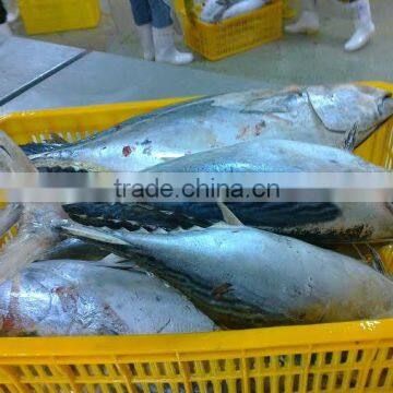 Frozen Bonito tuna