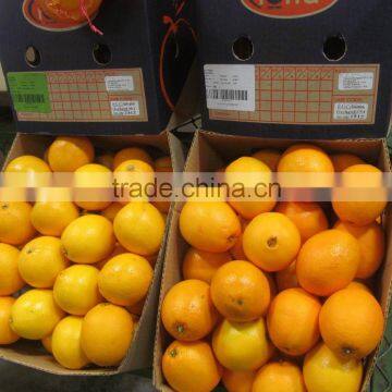 FRESH ORANGES FROM SOUTH AFRICA photo-2