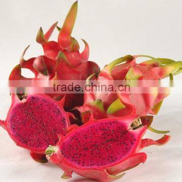 VIETNAM FRESH DRAGON