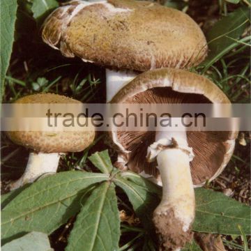 Oyster Mushroom Extract 10% polysaccharides