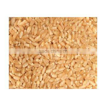 Indian Wheat