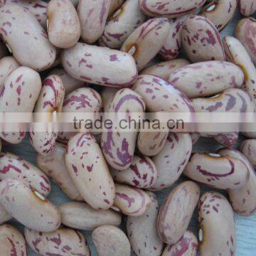 Mew Crop Light Speckled Kidney Bean