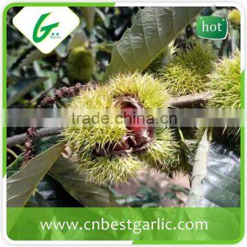 Edible organic chestnut