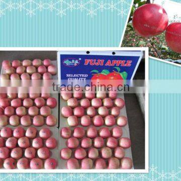 chinese yantai fuji apple