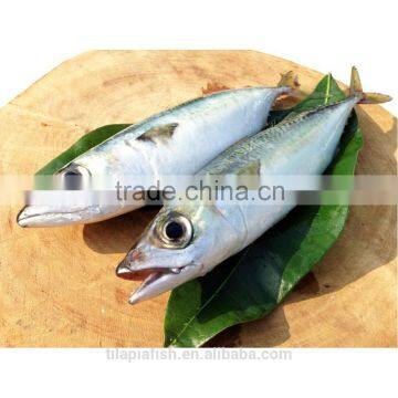 Fresh Frozen Seafood Mackerel