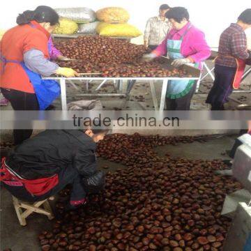 Frozen Chestnut From the Factory photo-2