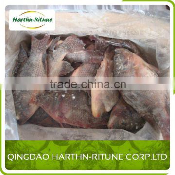 China Frozen Organic Tilapia Fillet Fish