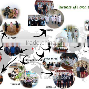 Good Quality Fresh Garlic photo-4