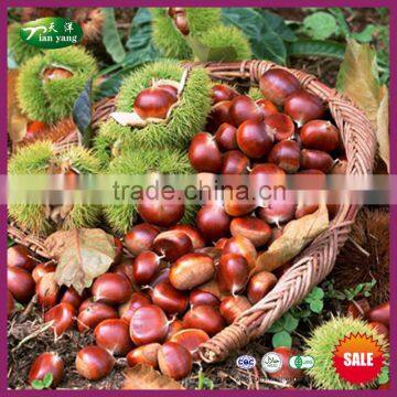 Fresh Chinese Chestnuts for Sale