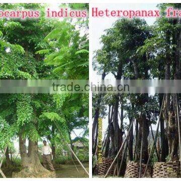 Outdoor Landscaping Tall Ornamental Green Decorative Plants