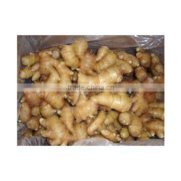 Supply Fresh Ginger and Air Dried Ginger