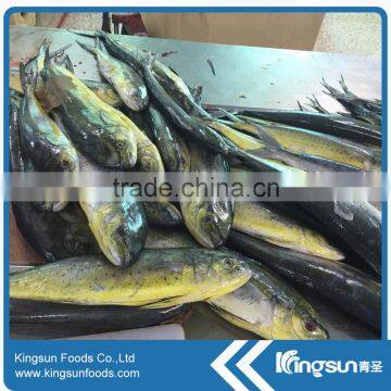 Whole Sale Good Price Frozen Mahi Mahi Fish WR