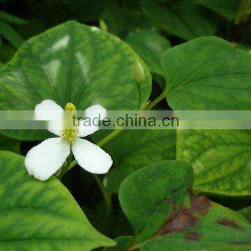 Houttuynia Cordata Extract Powder