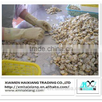 Wholesale frozen yellow baby clam meat