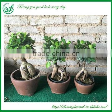 Ginseng Ficus Microcarpa