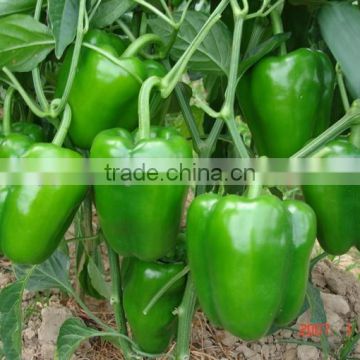 F1 hybrid pepper seeds