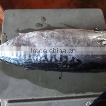 Frozen Bonito HGT photo-6