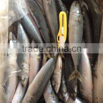 200-300g Frozen Mackerel Fish