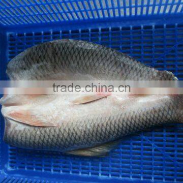 ROHU LABEO ROHITA photo-3