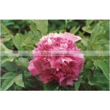 Herbaceous Peony Plant Root Chun Hong Jiao Yan