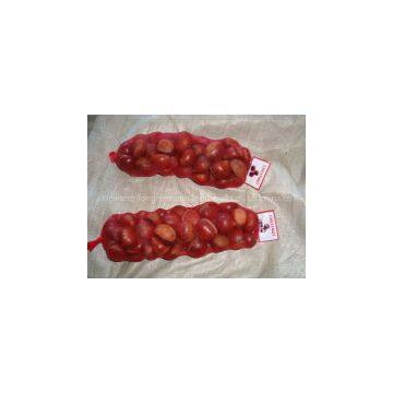 Chinese Chestnut photo-2