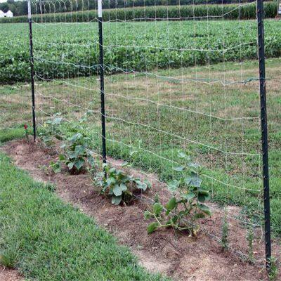 Металлические столбы для ферменного забора в форме буквы Т. Используемые столбы для забора в продаже. Т-образные столбы высокого качества