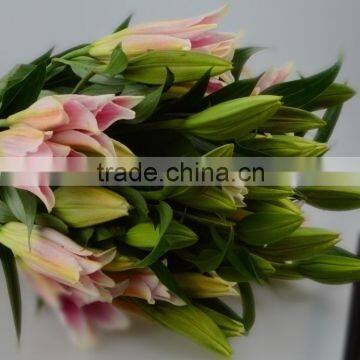 Best quality sorbonne fragrant aroma fresh flowers lilies