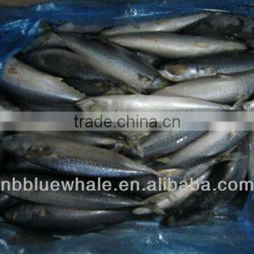 new frozen pacific factory mackerel