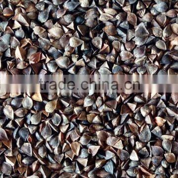 high quality raw buckwheat from China