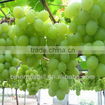 white grape juice concentrate