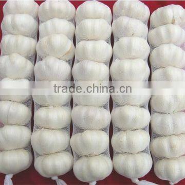 New arrival Fresh White Garlic with good quality for export