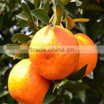 Wholesale Best Price Fresh Citrus Fruit Navel Orang