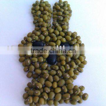 Green Mung Bean ( Jilin Origin, Hps, 3.6mm or 3.8mm up)