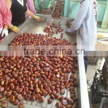 Dandong Kaili Chestnuts Jinhua Species photo-3