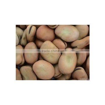 IQF broad bean kernel