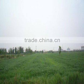 2015 Organic Wheat Grass Extract Powder photo-3